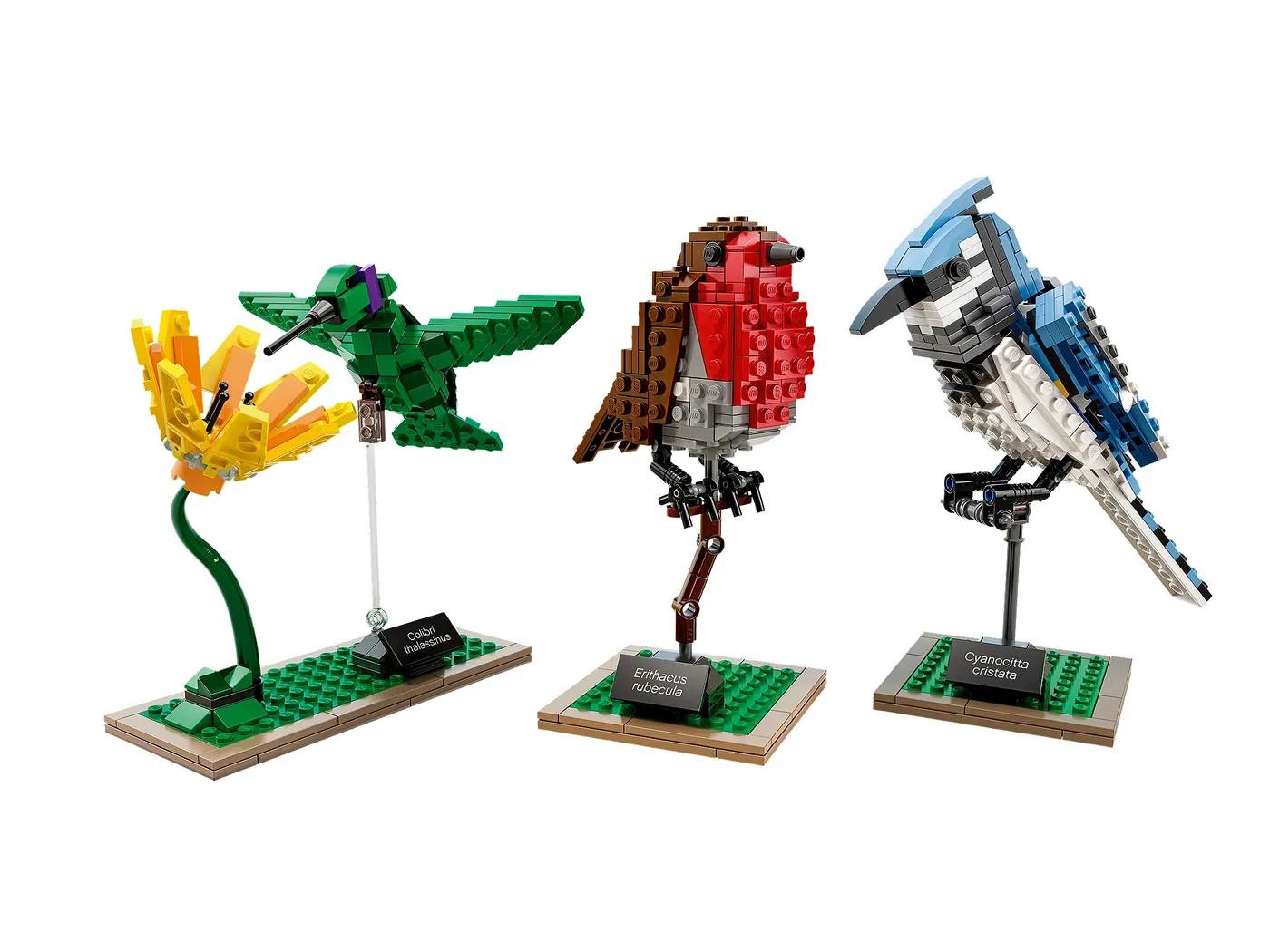 LEGO 21301 Oiseaux - prix et où acheter | Brick Broker